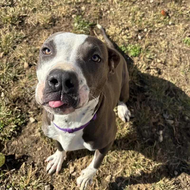 Luna Moon thumbnail 4