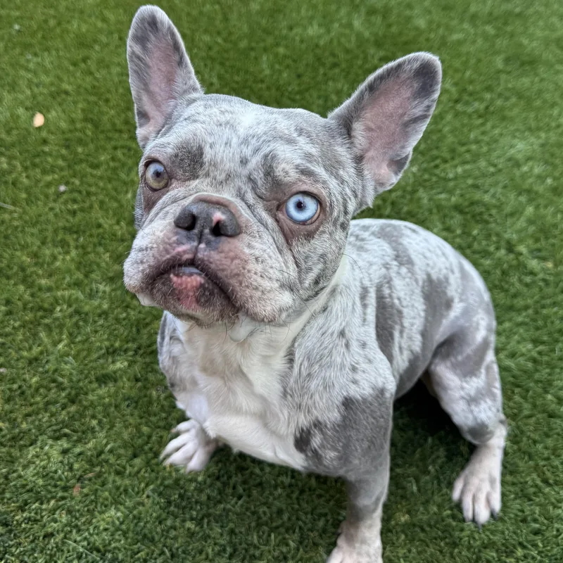 An adult small-sized female French Bulldog dog named Elsa for adoption in Henderson, NV