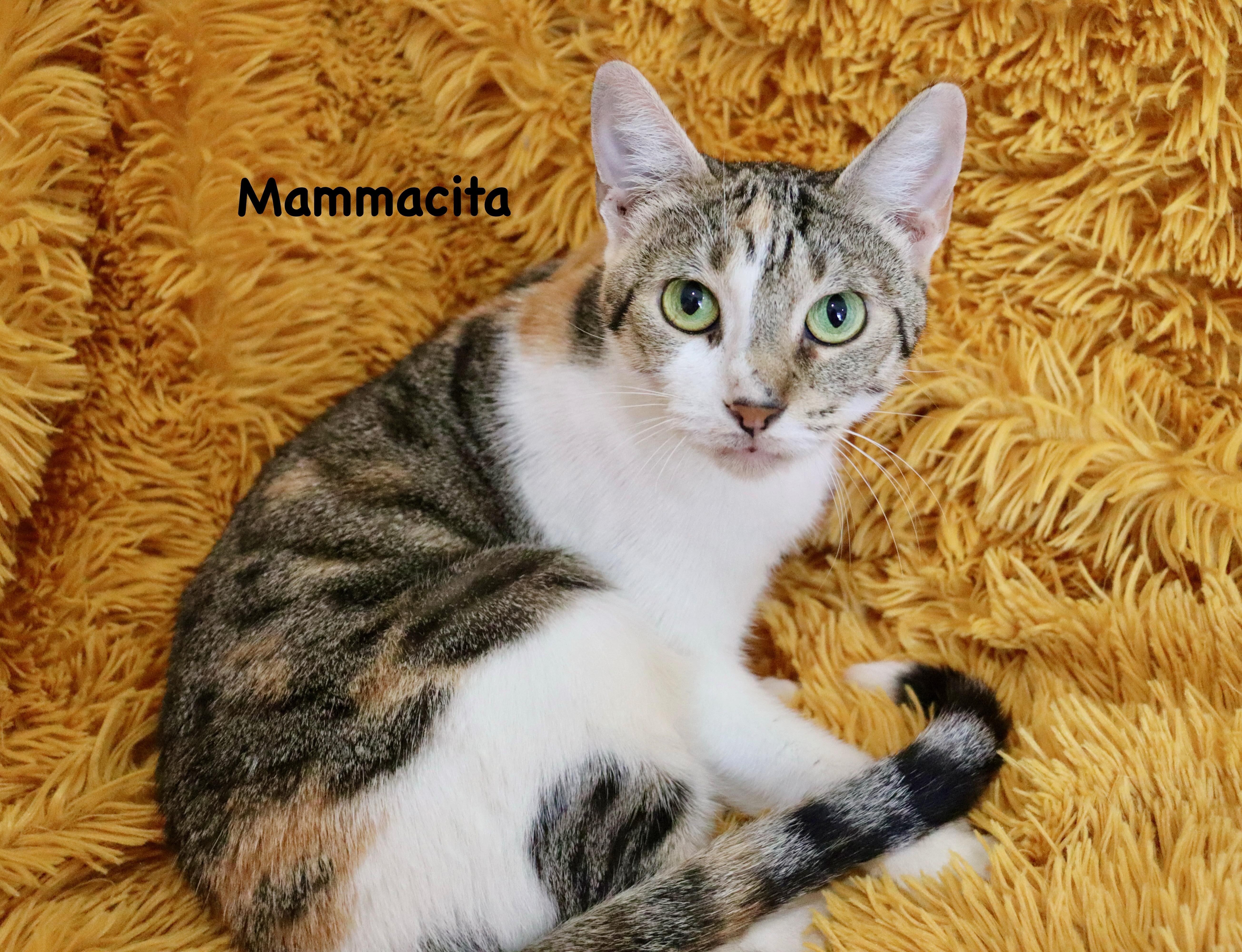 Mammacita