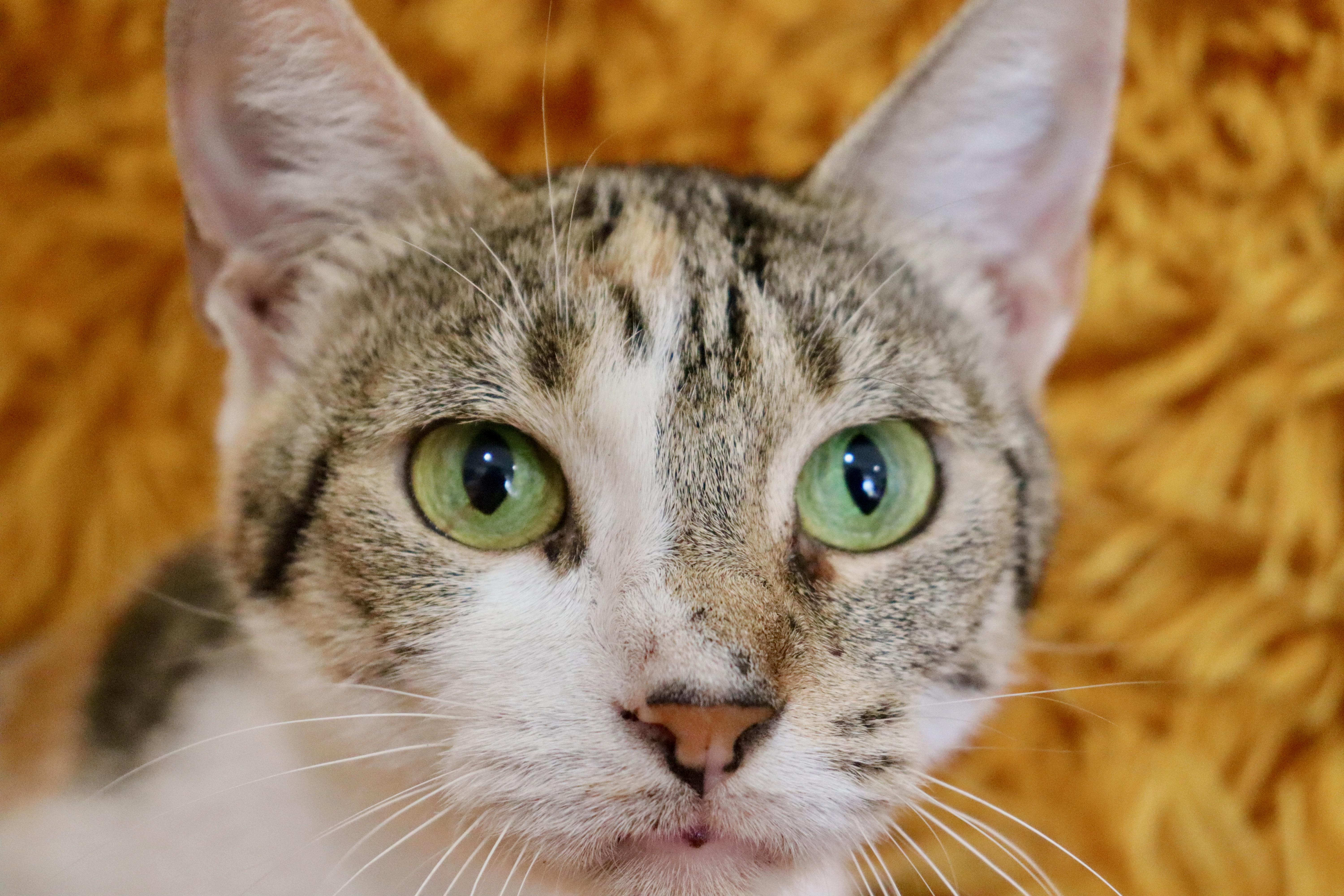 Mammacita thumbnail 4