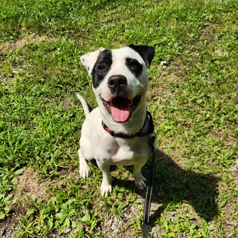 Petey Fka Dandy thumbnail 2