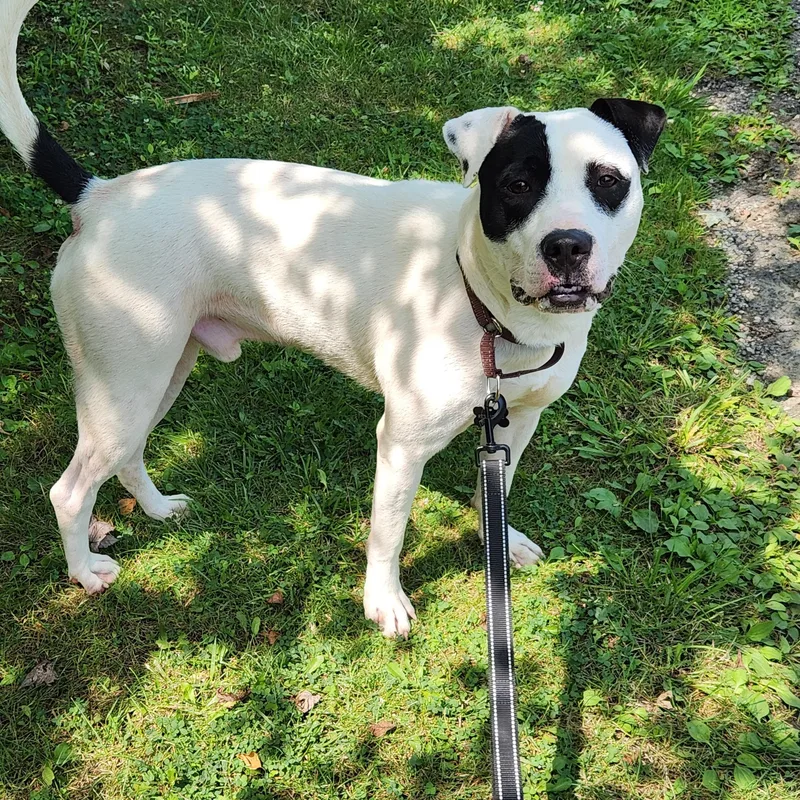 Petey Fka Dandy thumbnail 3