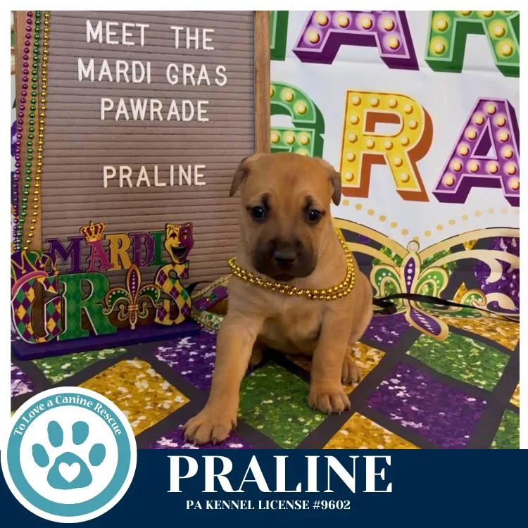 Praline