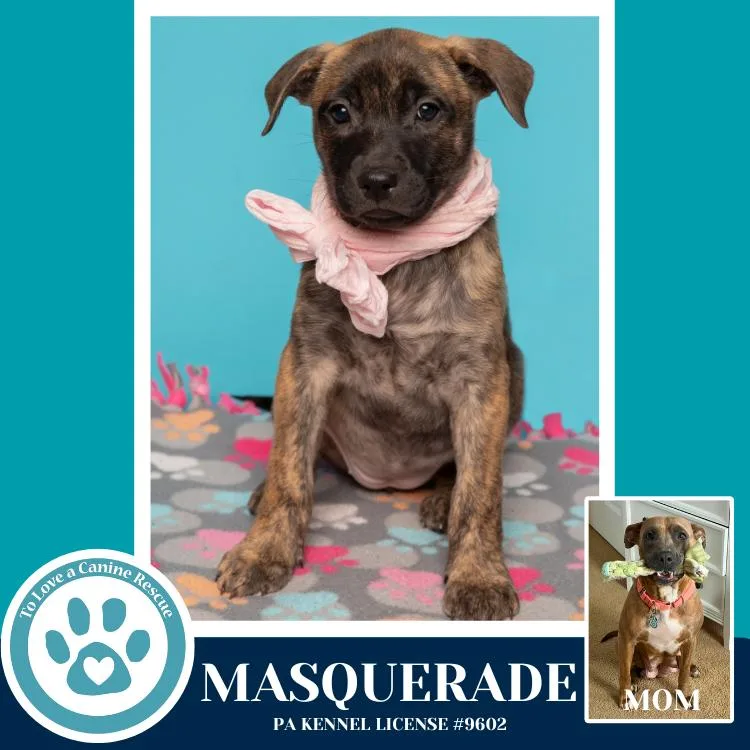 Masquerade thumbnail 2