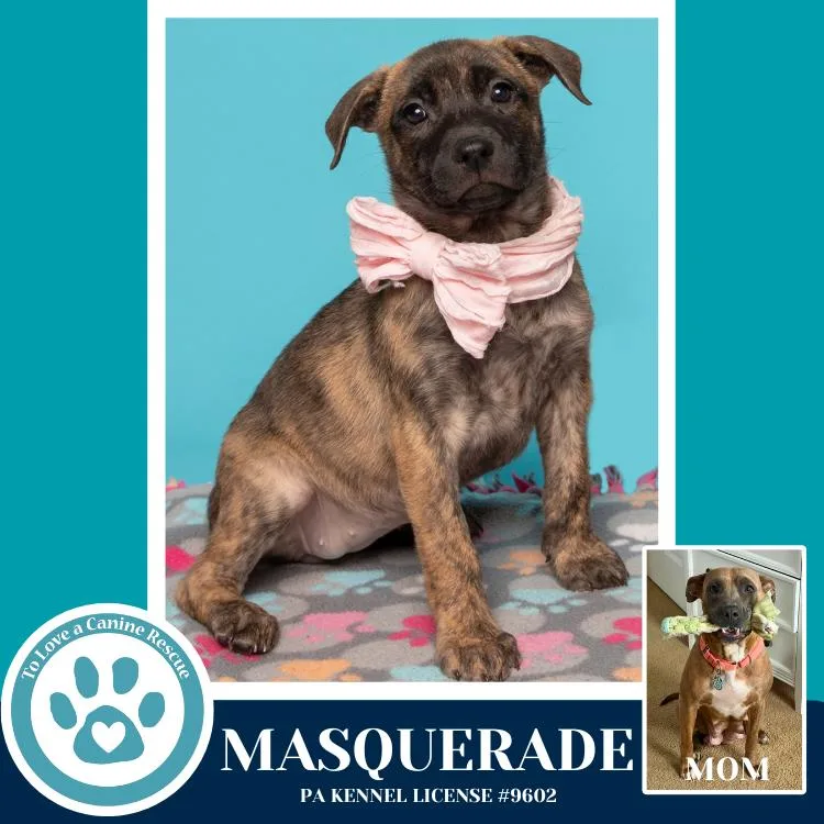 Masquerade thumbnail 3