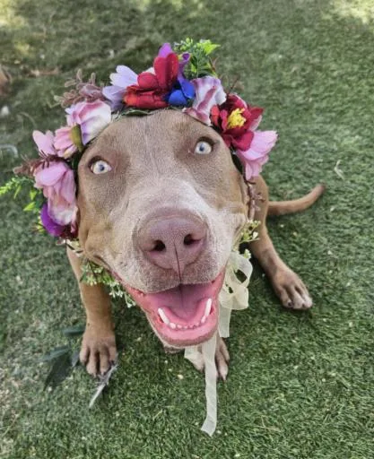 An adult large-sized female Yellow / Tan / Blond / Fawn Pit Bull Terrier dog named Mona Lovey The Baby for adoption in Friendswood, TX
