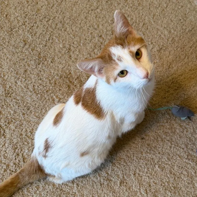 Poseidon thumbnail 2