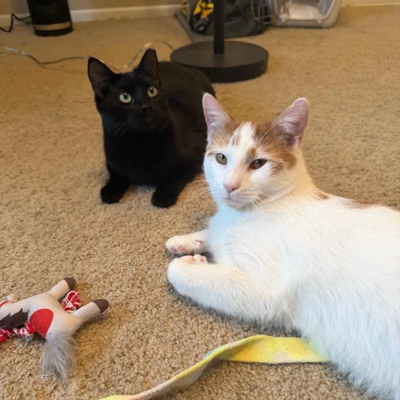 Poseidon thumbnail 4