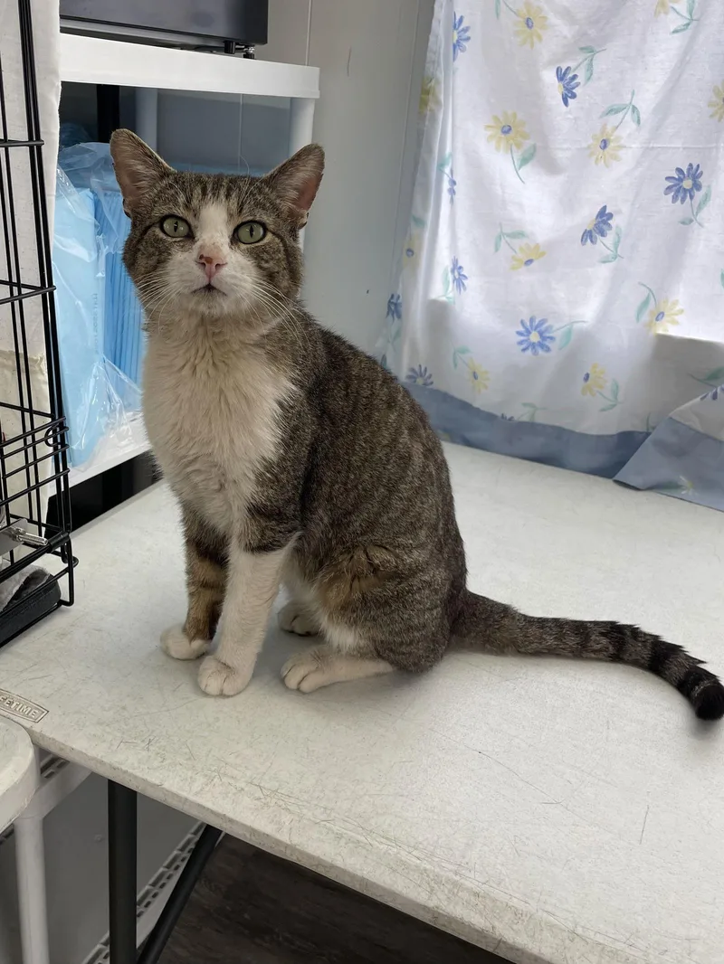 Stewey Fiv+ thumbnail 2