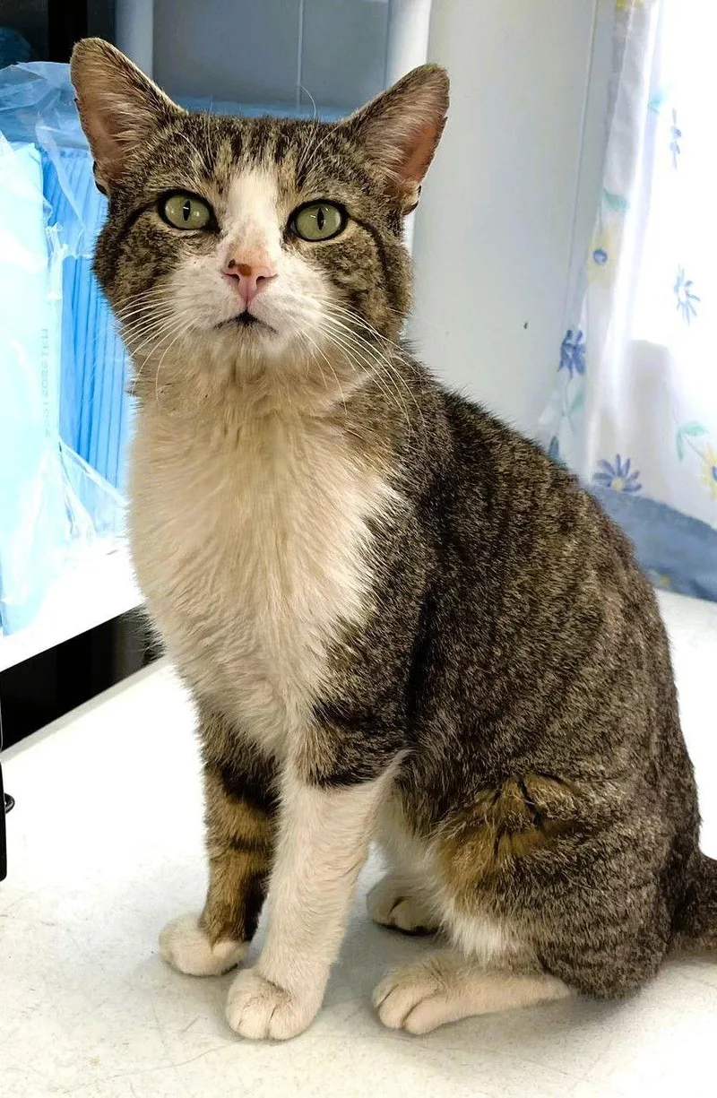 Stewey Fiv+ thumbnail 3