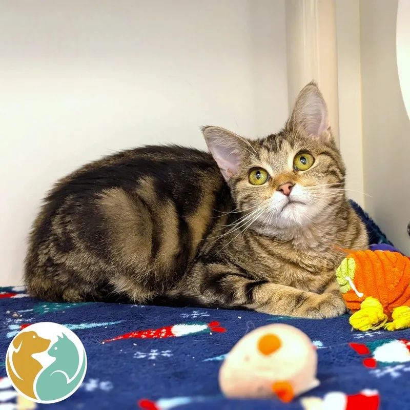 A young medium-sized female Gray / Blue / Silver Domestic Short Hair cat named Baby for adoption in Toledo, OH