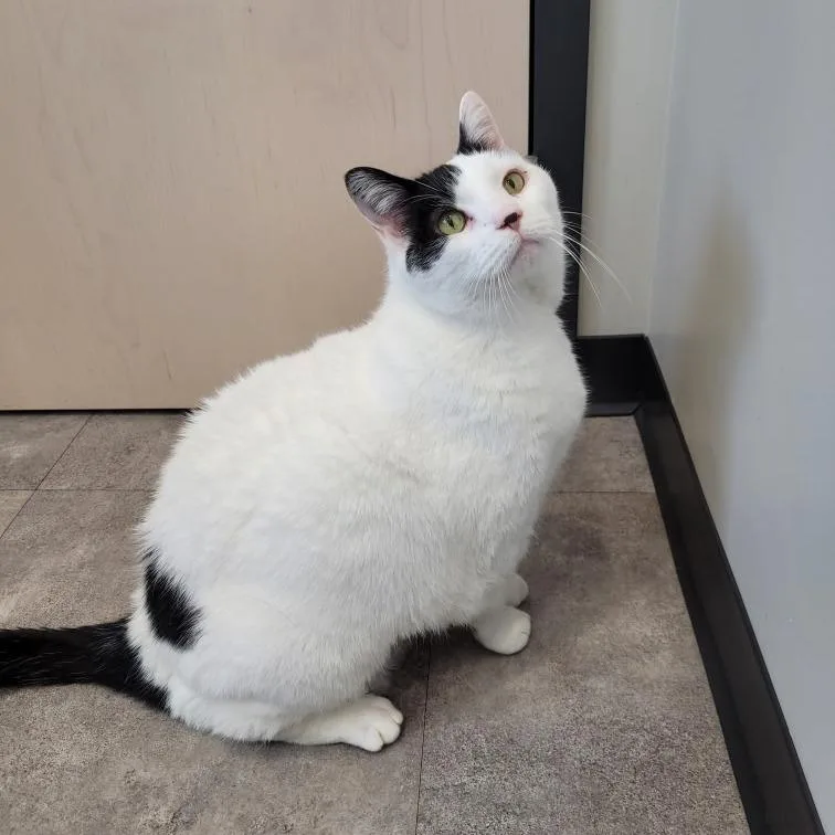 Mayor Mccheesebuttons