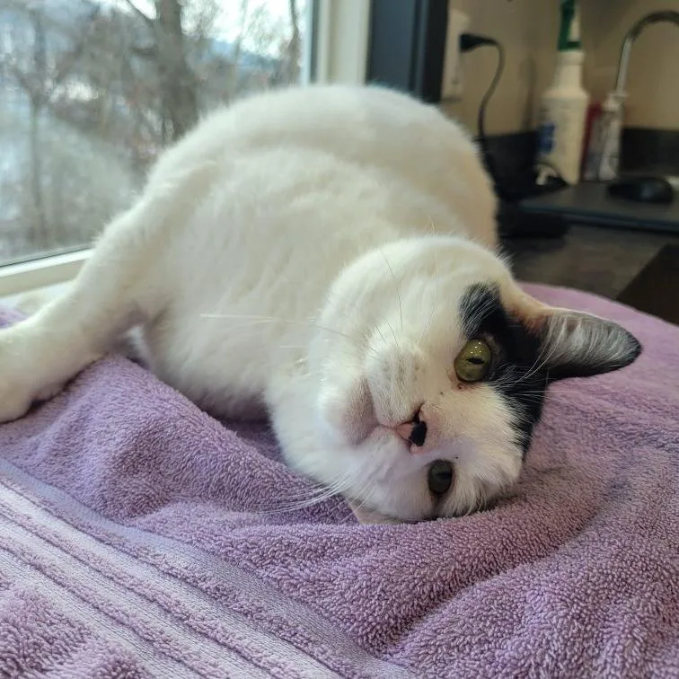 Mayor Mccheesebuttons thumbnail 2