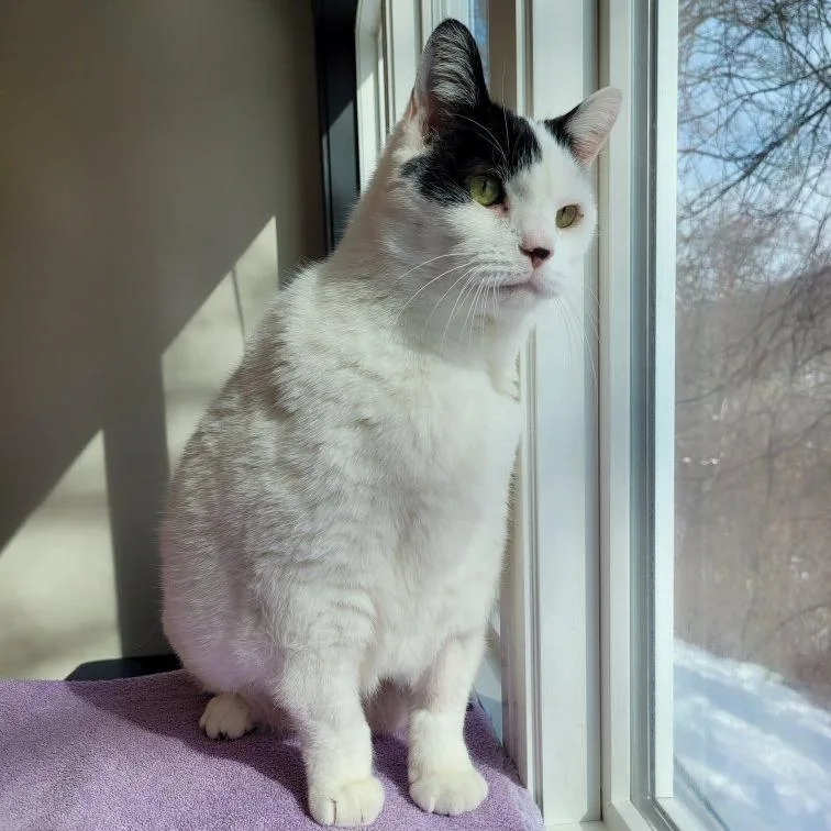 Mayor Mccheesebuttons thumbnail 3