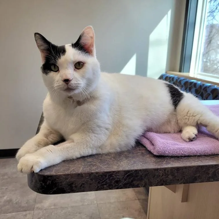 Mayor Mccheesebuttons thumbnail 4