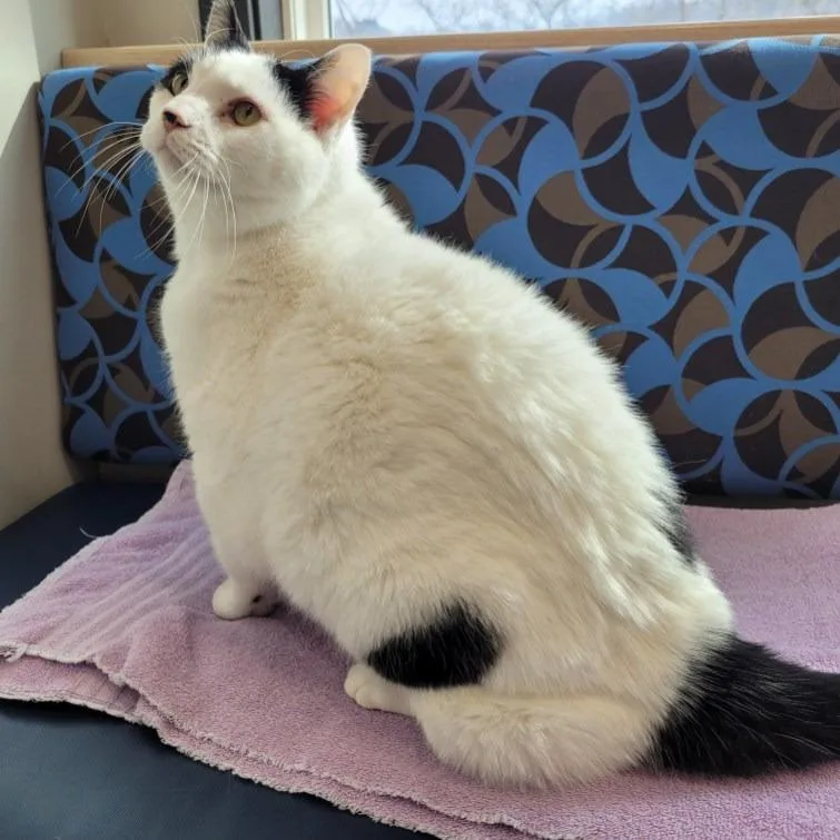 Mayor Mccheesebuttons thumbnail 5