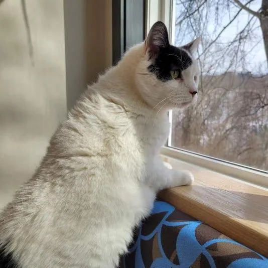 Mayor Mccheesebuttons thumbnail 6