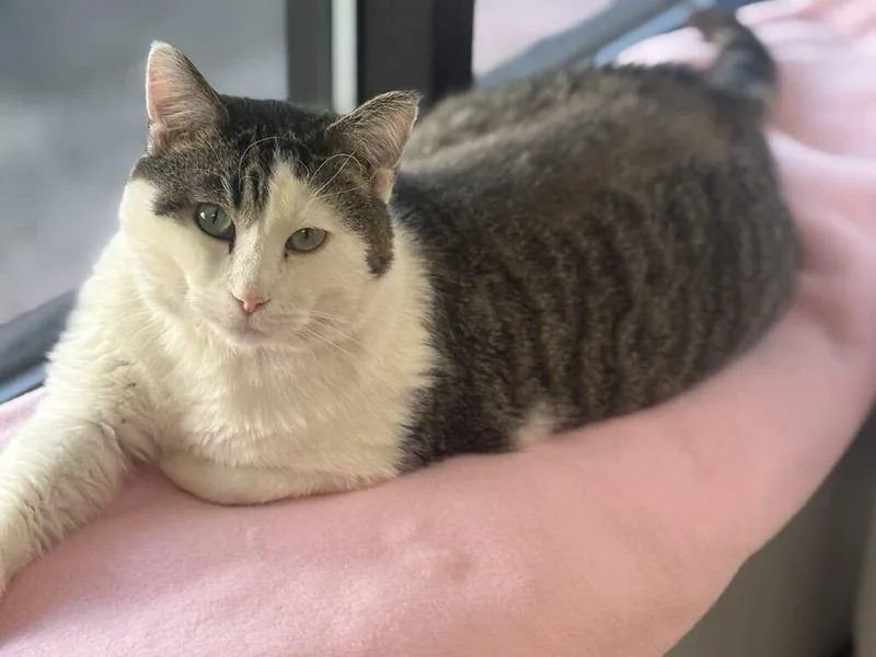 Chocolate thumbnail 2