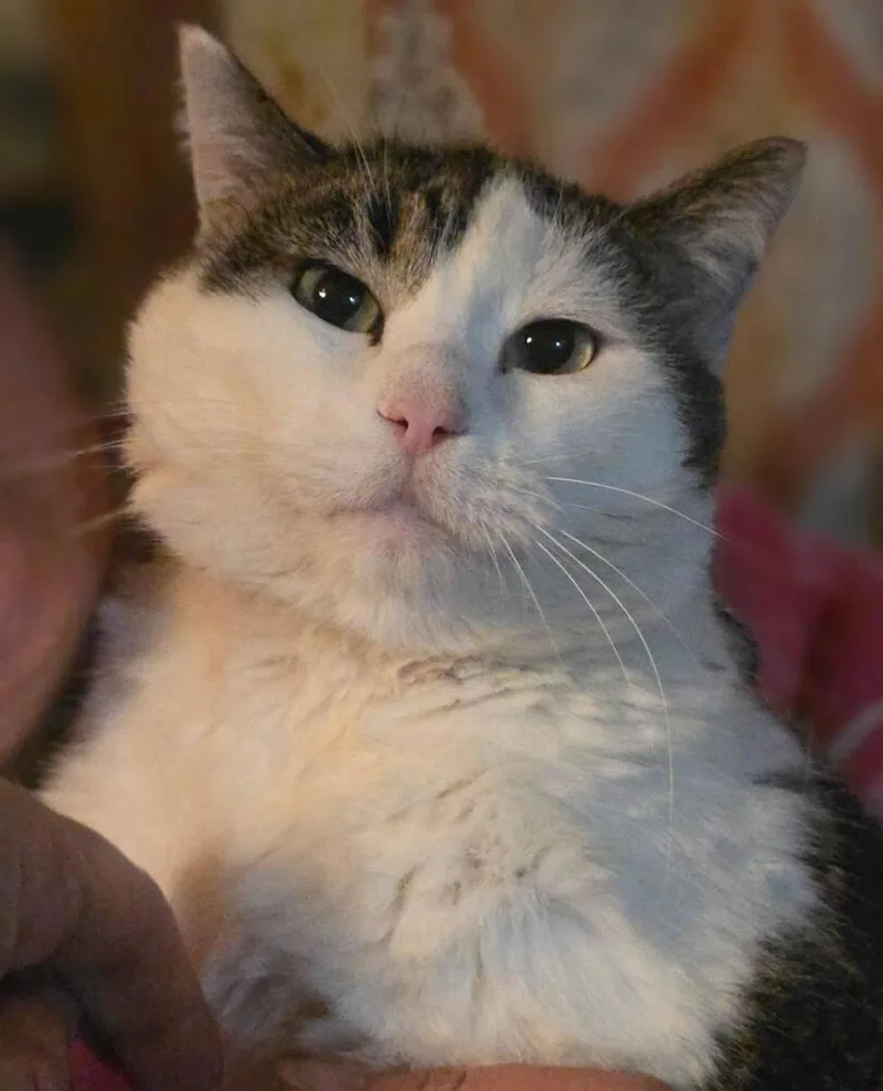 Chocolate thumbnail 3