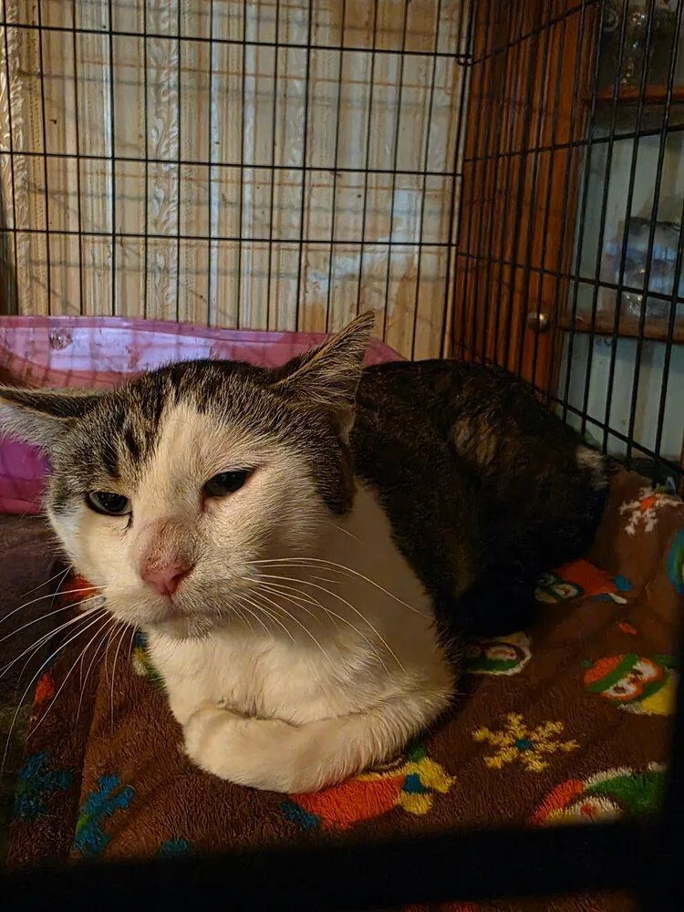 Chocolate thumbnail 5