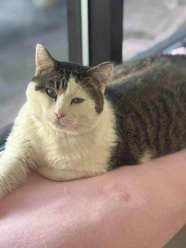 Chocolate thumbnail 6