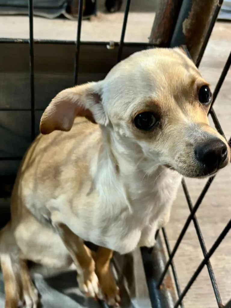 An adult small-sized female Chihuahua dog named Claire for adoption in Thompson Falls, MT