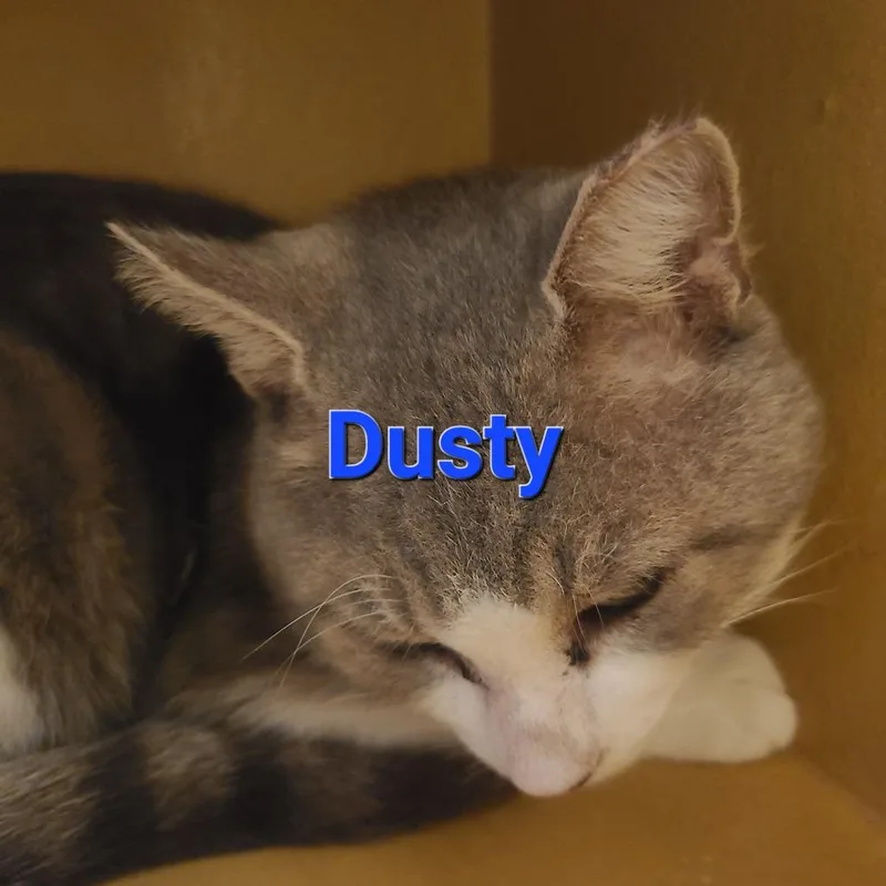 Dusty