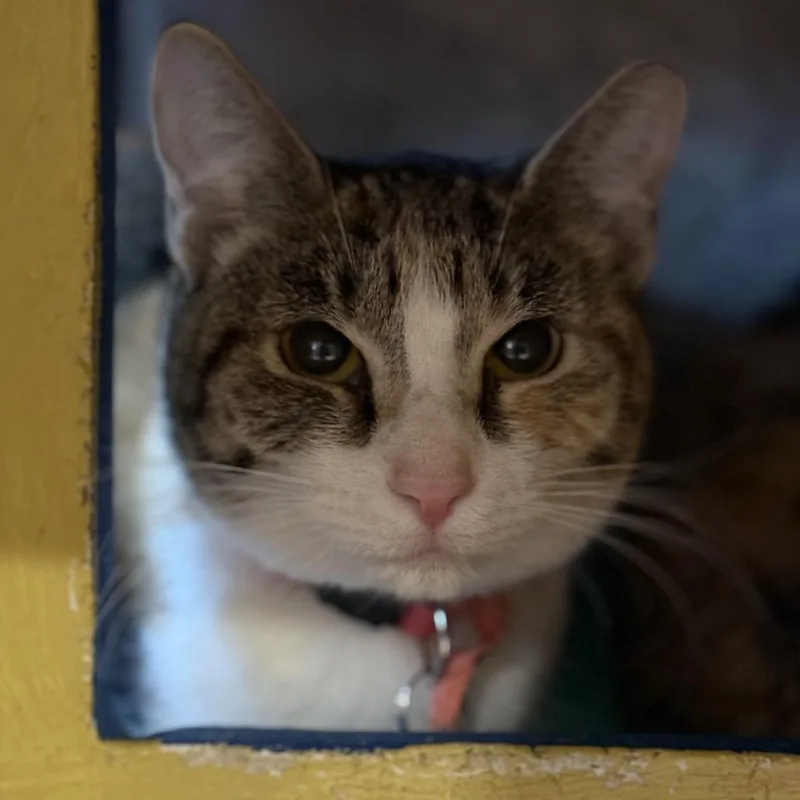 Buffalo Sauce thumbnail 2