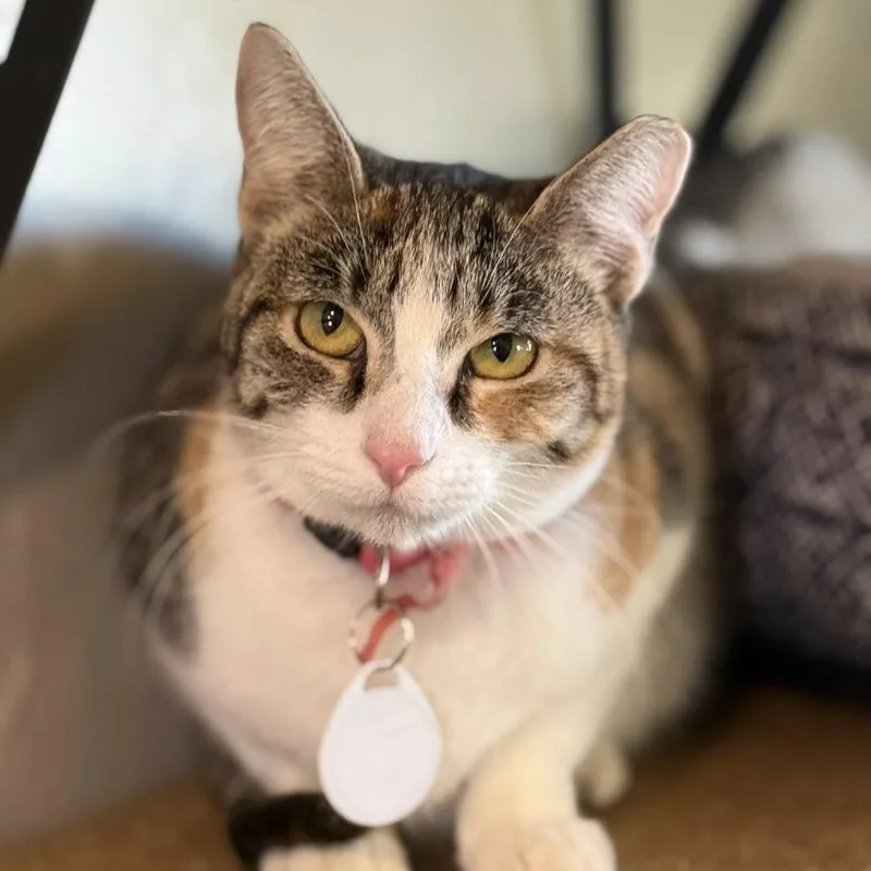 Buffalo Sauce thumbnail 3