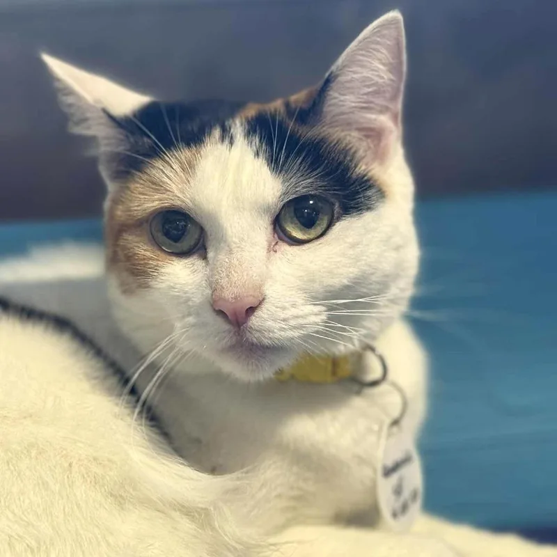 An adult small-sized female Calico Domestic Short Hair cat named Queenie for adoption in Tucson, AZ