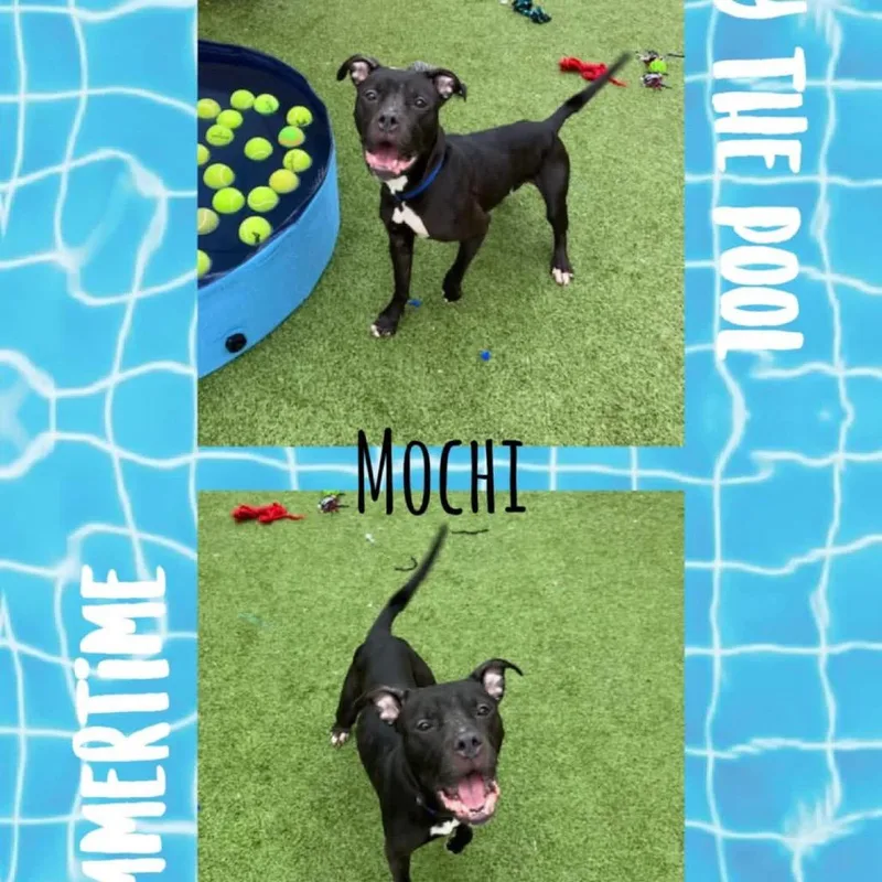 Mochi thumbnail 2