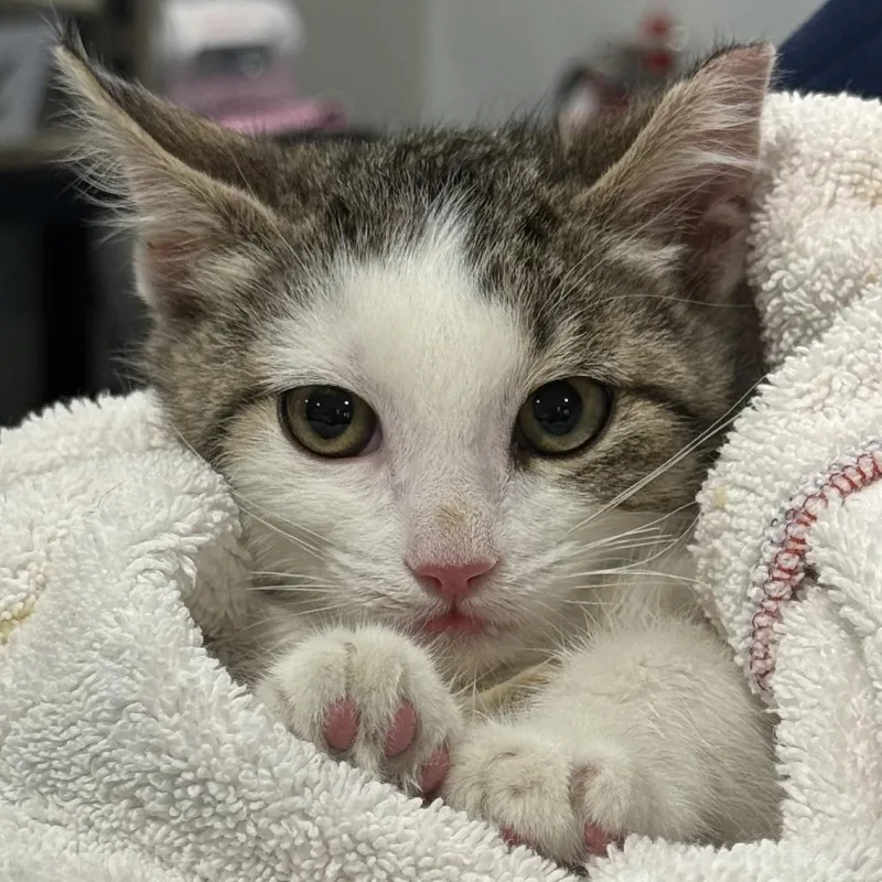 Spicy Mayo thumbnail 2