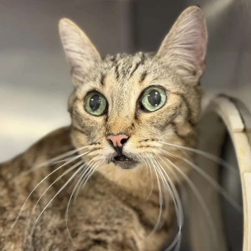 Peanut Brittle thumbnail 2