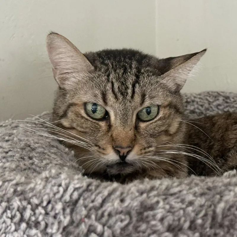 Peanut Brittle thumbnail 3