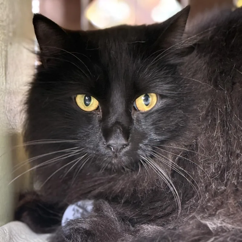 Willy Wonka thumbnail 2