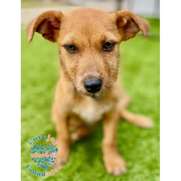 Gumdrop Coh thumbnail 3