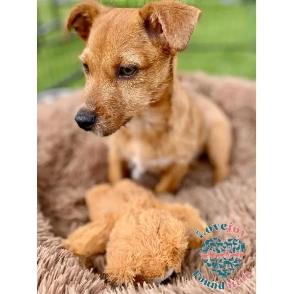 Gumdrop Coh thumbnail 4