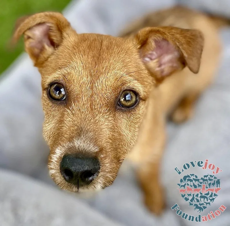 Gumdrop Coh thumbnail 5