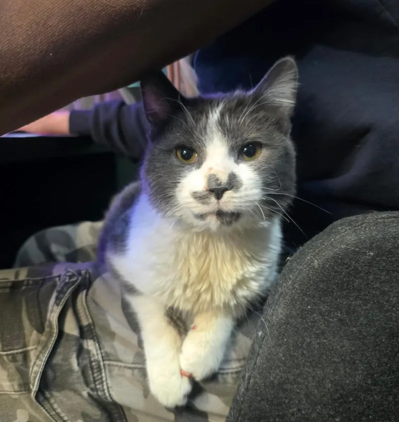 Olive Aka Squeakers thumbnail 2