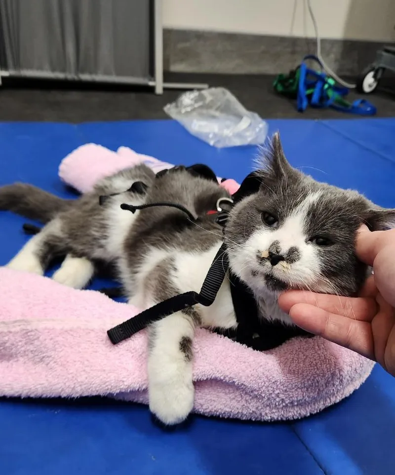 Olive Aka Squeakers thumbnail 3