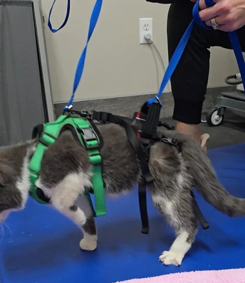 Olive Aka Squeakers thumbnail 4