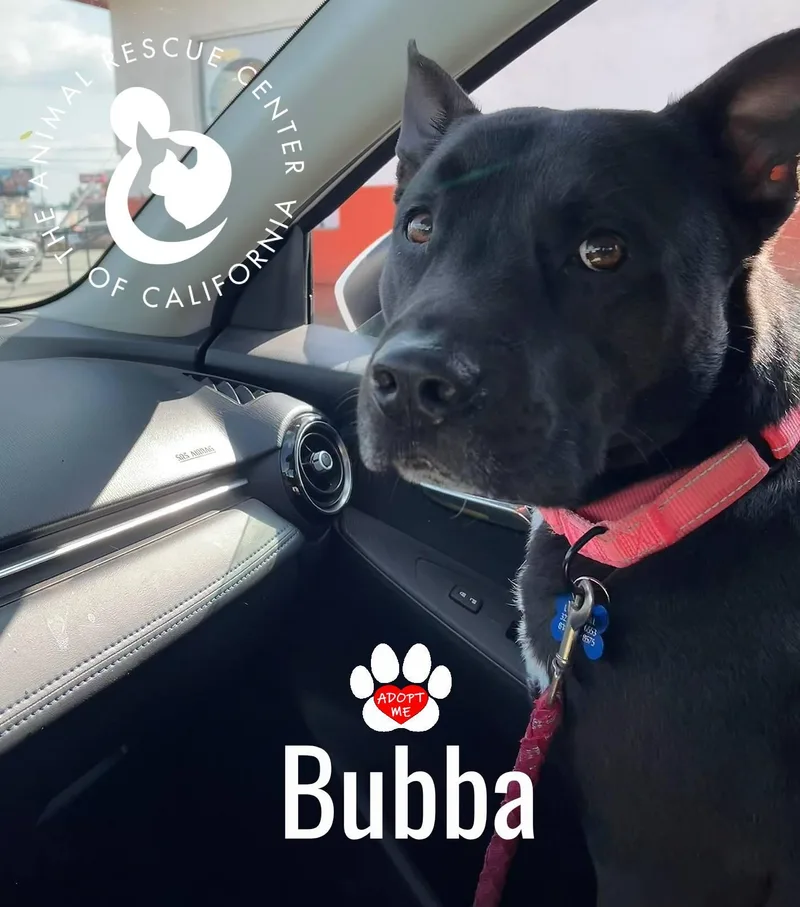 Bubba thumbnail 3
