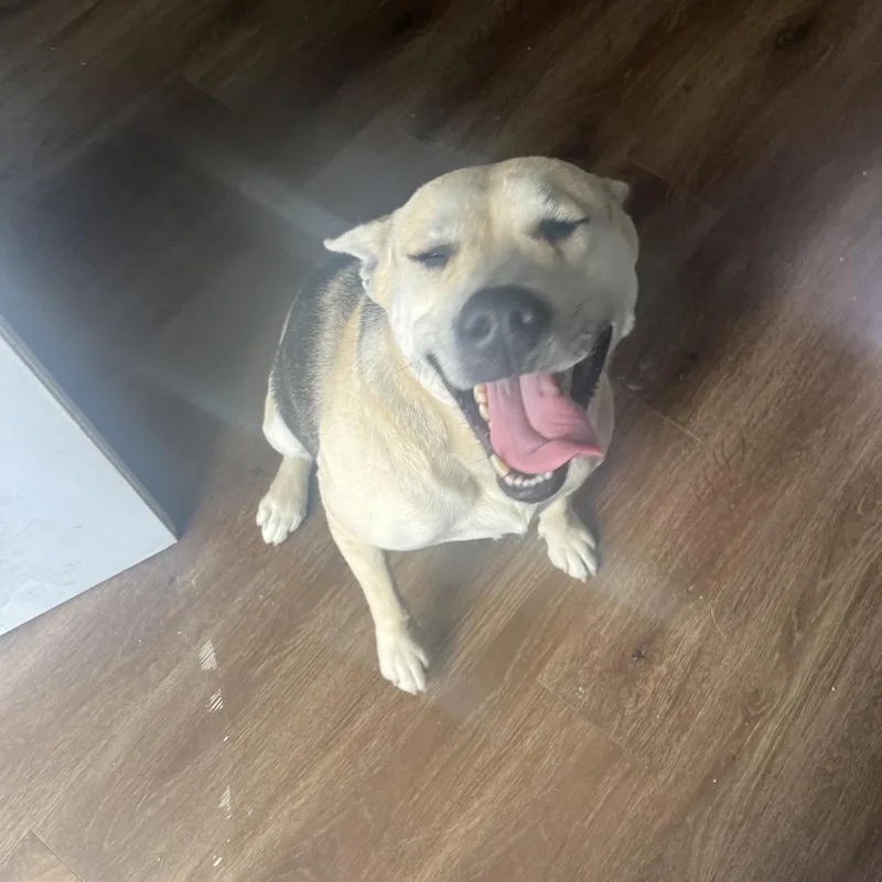 Stevie Nyx thumbnail 4