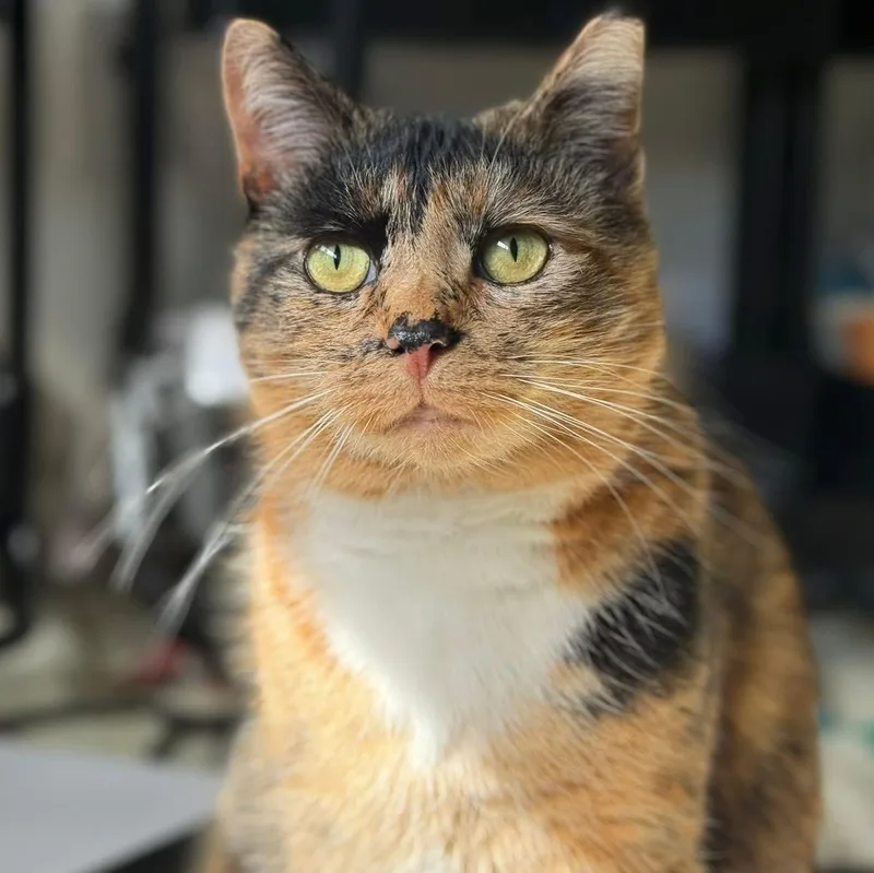 Carrotcake And Marble thumbnail 3