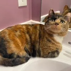 Carrotcake And Marble thumbnail 6