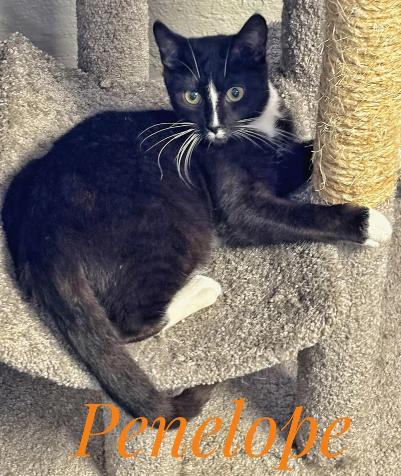 Zorro Cchs thumbnail 3