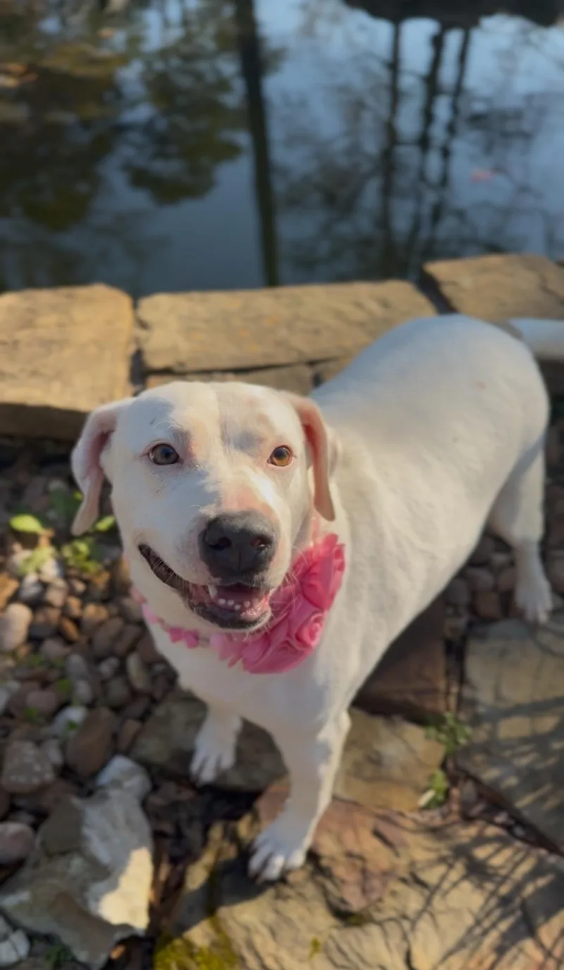 Morticia Addams thumbnail 2