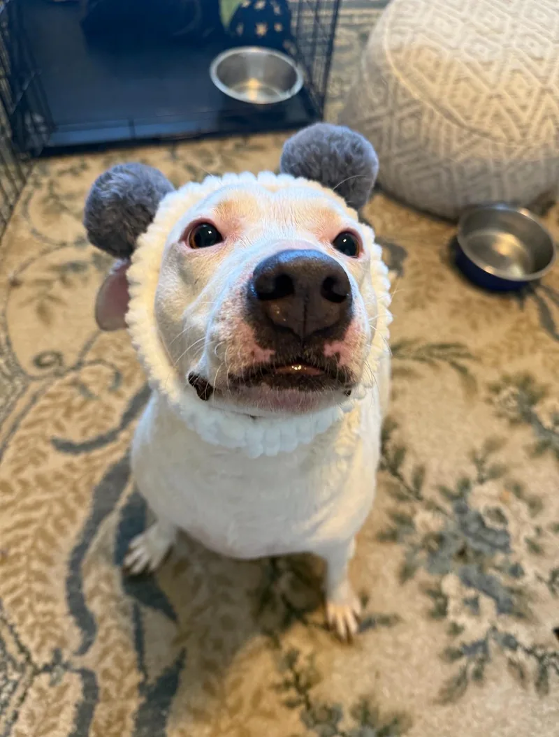 Morticia Addams thumbnail 3