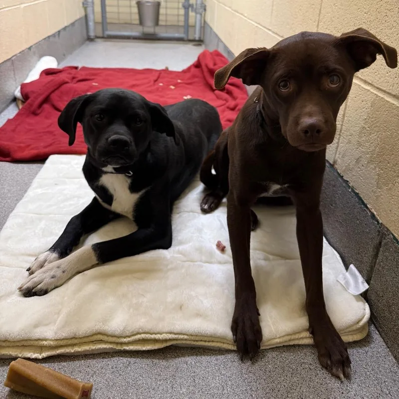 Little Man thumbnail 5