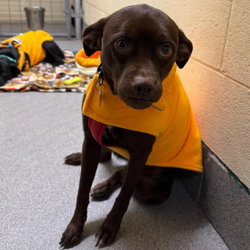 Little Man thumbnail 6